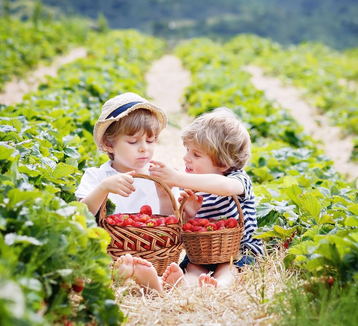 Cosulet din Rachita pentru Fructe, 20x30 cm