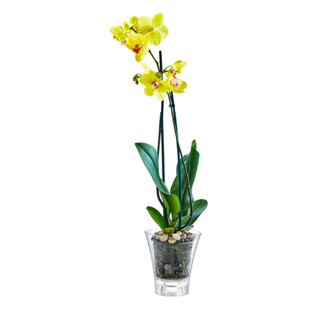 Ghiveci Transparent cu Model pentru Orhidee, 13x13x16,5 cm, casa,gradina