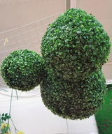 Planta artificiala, Minge din iarba Buxus