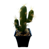 Cactus Artificial Decorativ