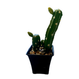 Cactus Artificial Decorativ