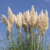 Floare uscata Pampas, 165 cm